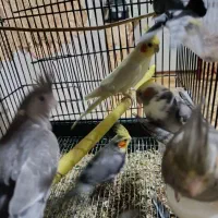 چهار جفت عروس هلندی جوون و بالغ و نطفه دار|پرنده|قشم, |دیوار