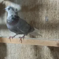 کفتر خوب|پرنده|تهران, سجاد|دیوار