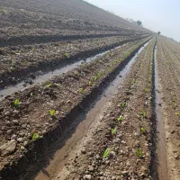 کارگر کشاورزی و نشاء کار ماهر|خدمات باغبانی و درختکاری|دزفول, |دیوار