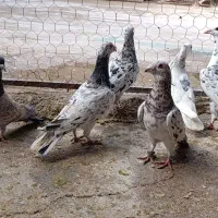 پرنده|پرنده|شوشتر, |دیوار