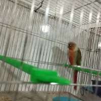 پرنده سرای آسمان|پرنده|آذرشهر, |دیوار