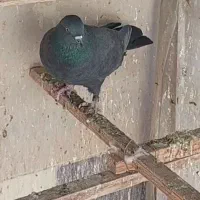 کفتر