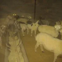 بره نر|حیوانات مزرعه|رفسنجان, |دیوار