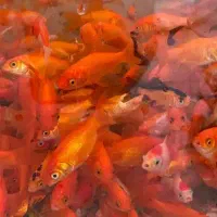 فروش انواع سبزه گندم و نارنج. و سفال و ما هی