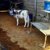 فروش گاو هلشتاین زایده با گوساله نر|حیوانات مزرعه|بهبهان, |دیوار