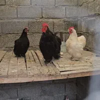 جوجه مرغ خروس محلی پا پری