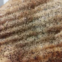 فتیر محلی خشخاش|خوردنی و آشامیدنی|قم, باغ اشرافی|دیوار