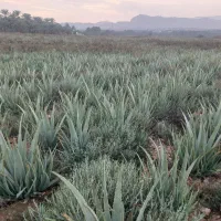 برگ و پاجوش الوئه ورا