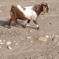 کهره نر(پازن)