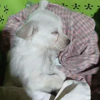 توله سگ پامر اشپیتز