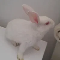 خرگوش