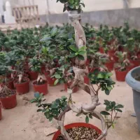 بونسای|گل و گیاه طبیعی|شیراز, شیخ روزبهان|دیوار