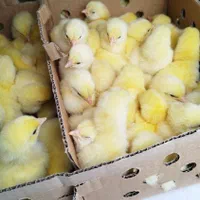 جوجه گوشتی راس 308|حیوانات مزرعه|گرگان, |دیوار