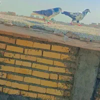 کبوتر|پرنده|سیدآباد, |دیوار