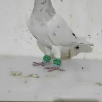 نرهفترنگ کاکلی کرمونی