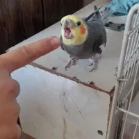 یک جفت عروس هلندی|پرنده|نیشابور, شهرک اندیشه|دیوار