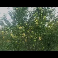 فروش باغ سیب مراغه