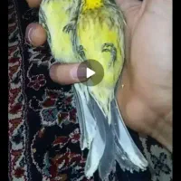 سهره دم قرمز