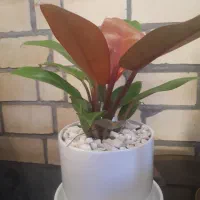 گل فیلودندرون شاهزاده