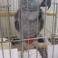 جوجه کاسکو حلقه پا رام دستی ۹ماهه ۲۰کلام|پرنده|تهران, اسکندری|دیوار