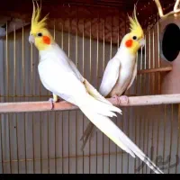 عروس پاریس ، عروس هلندی ، طوطی عروس|پرنده|ایذه, |دیوار