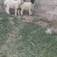 فروش فوری بره