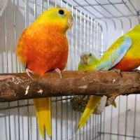 طوطی نئوفما|پرنده|یزد, |دیوار