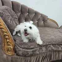 سگ تریرمیکس شناسنامه دارواکسن زده|سگ|ایلام, |دیوار