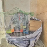 پرنده|پرنده|گرگان, |دیوار