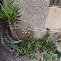 گل و کاکتوس|گل و گیاه طبیعی|گرگان, |دیوار