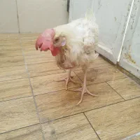 مرغ تخم گذار