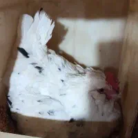 مرغ کرچ گلین