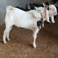 ساورین نجدی