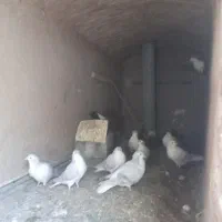 کفتر ساده|پرنده|بیرجند, |دیوار