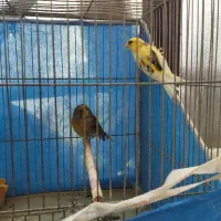 قناری گلستر