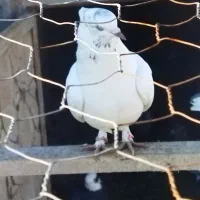 کبوتر|پرنده|ایلخچی, |دیوار