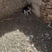 سگ پاکوتاه ماده