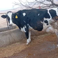 گوساله و گاو شیری|حیوانات مزرعه|آشخانه, |دیوار