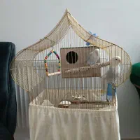 طوطی برزیلی