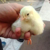 جوجه گوشتی هرمونی وزن گیری بالا محلی|حیوانات مزرعه|یزد, |دیوار