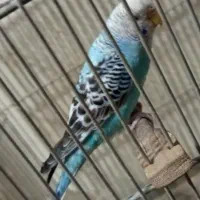 مرغ عشق ماده|پرنده|تهران, اتابک|دیوار