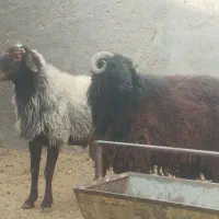 میش قوچ|حیوانات مزرعه|ورامین, قويينک زهری|دیوار