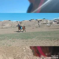 اسب مادیون به همراه کره اسب قیمت مناسب|اسب و تجهیزات اسبسواری|زرند, |دیوار