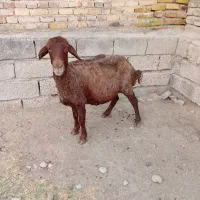 گوسفند افشاری‌جوان‌مخصوص پرواری و داشتی(بره)|حیوانات مزرعه|گنبد کاووس, |دیوار