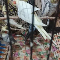 ۵عددطوطی فقط۳/۲۰۰