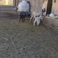 بزگلابی نربز میش بره و...|حیوانات مزرعه|لردگان, |دیوار