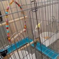 پرنده|پرنده|محمدشهر, شهرک پیام (مهرالبرز)|دیوار