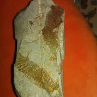 سنگ های فسیل وعجیب|کلکسیون و سرگرمی|آزادشهر, |دیوار