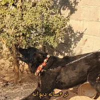 سگ نگهبان|سگ|خمینیشهر, |دیوار