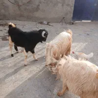 سه عدد تویشک نر چاق|حیوانات مزرعه|طرهان, |دیوار